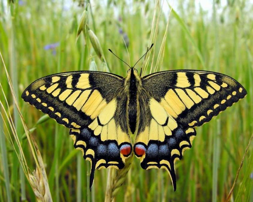 Schmetterling im Müsli Puzzlespiel online