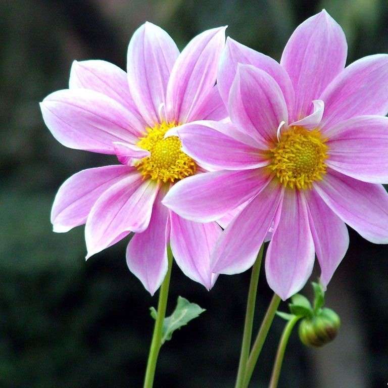 Rózsaszín kerti virágok online puzzle