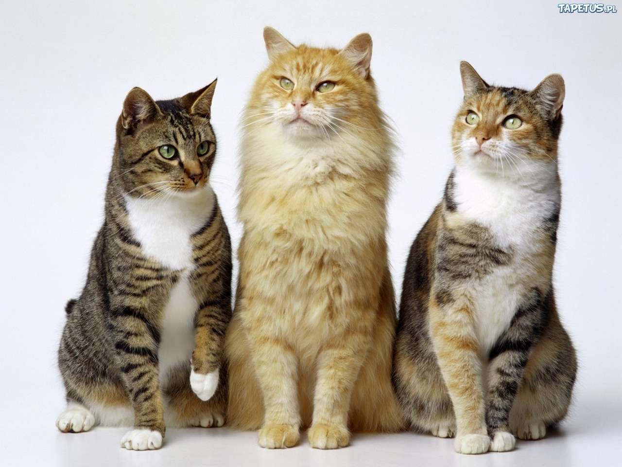 3 kattungar hua pussel på nätet