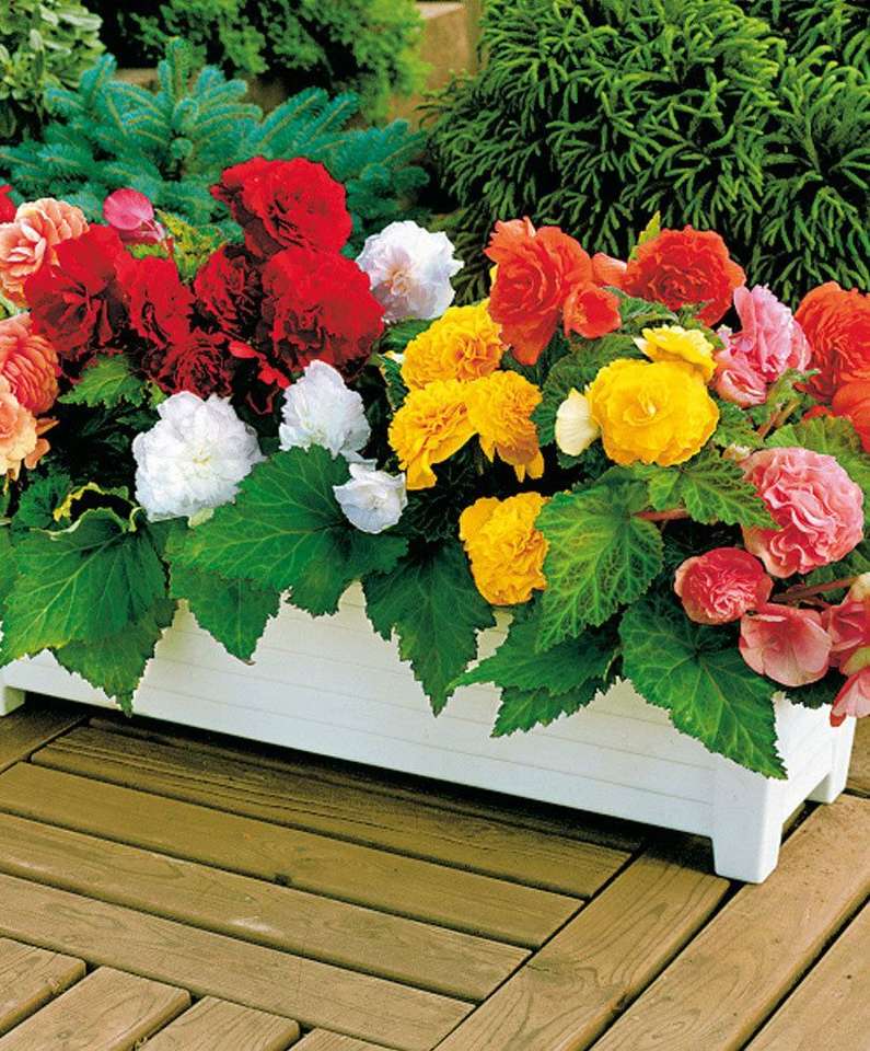 Colorful begonia in a pot jigsaw puzzle online