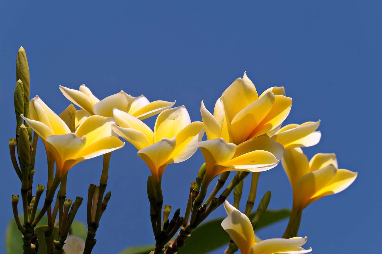 flores de plumeria quebra-cabeças online