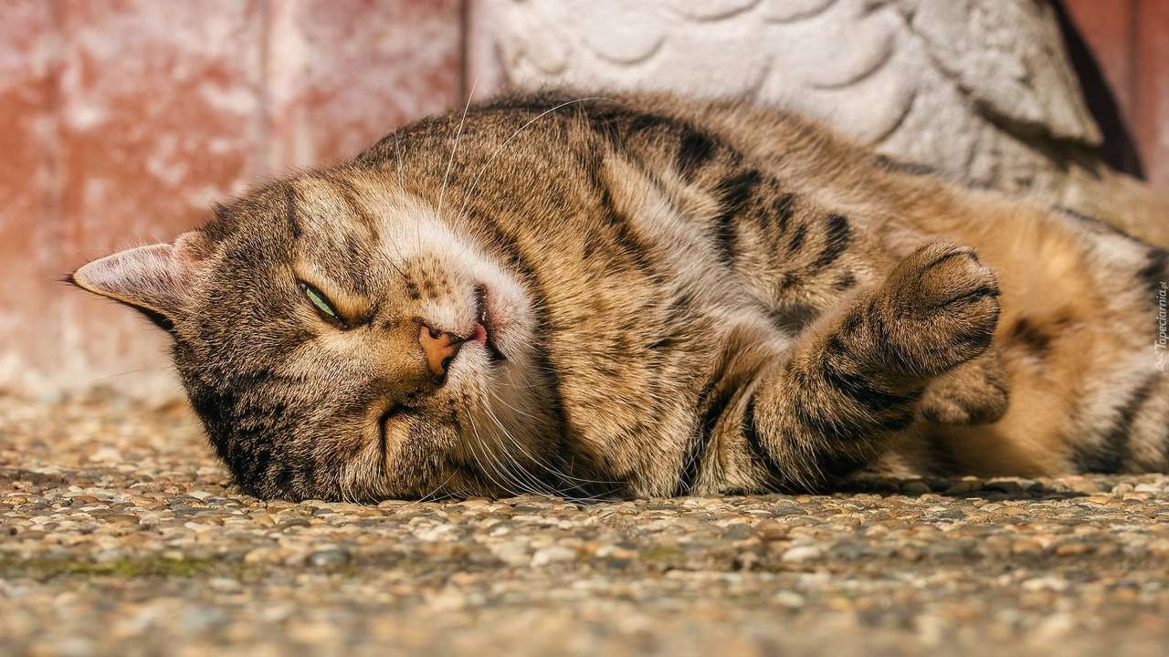 gatito durmiendo rompecabezas en línea