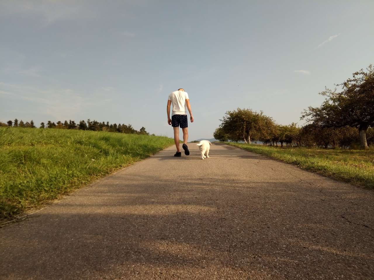 Hund promenad pussel på nätet