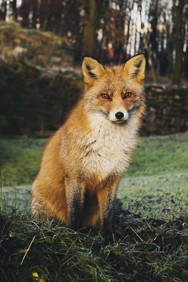 Liška - zvíře lesa skládačky online