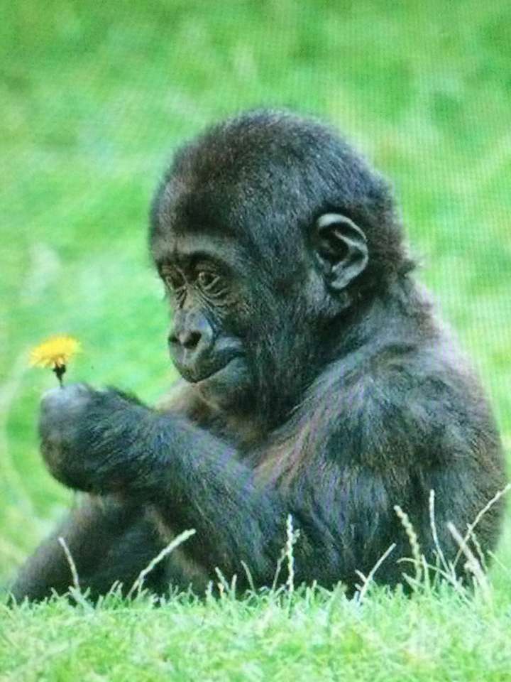Baby gorilla med en blomma pussel på nätet