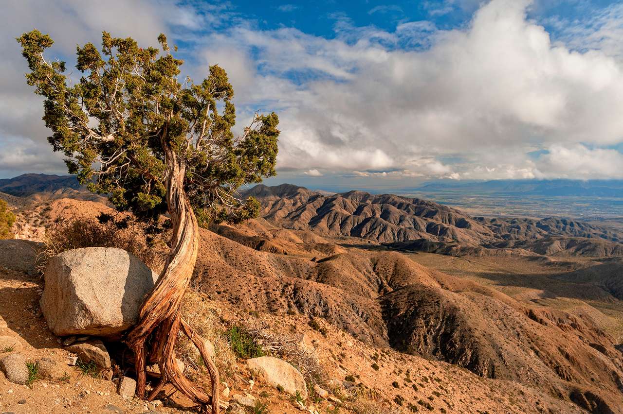 Калифорния - Одинокое дерево в горах Джошуа-Три пазл онлайн