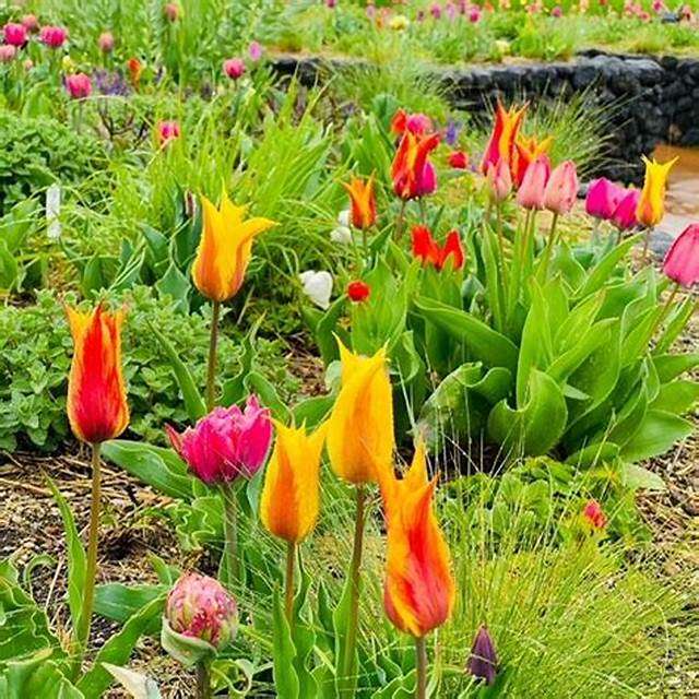 Tulipes dans le jardin puzzle en ligne