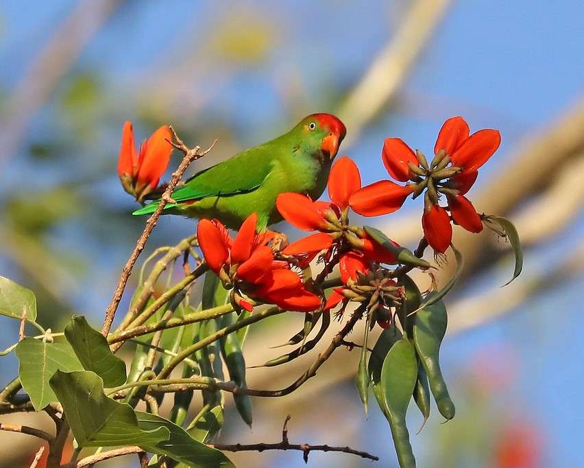Uccello verde su un ramo puzzle online
