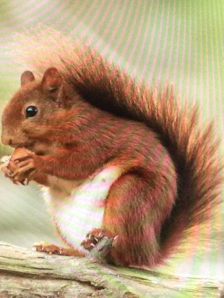 zrzavá veverka s ořechem skládačky online