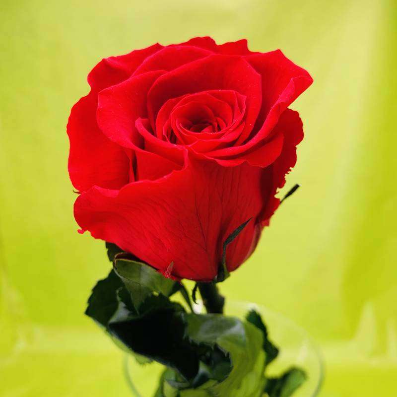 Jediná červená růže online puzzle