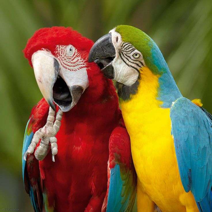 Δύο πολύχρωμοι παπαγάλοι online παζλ