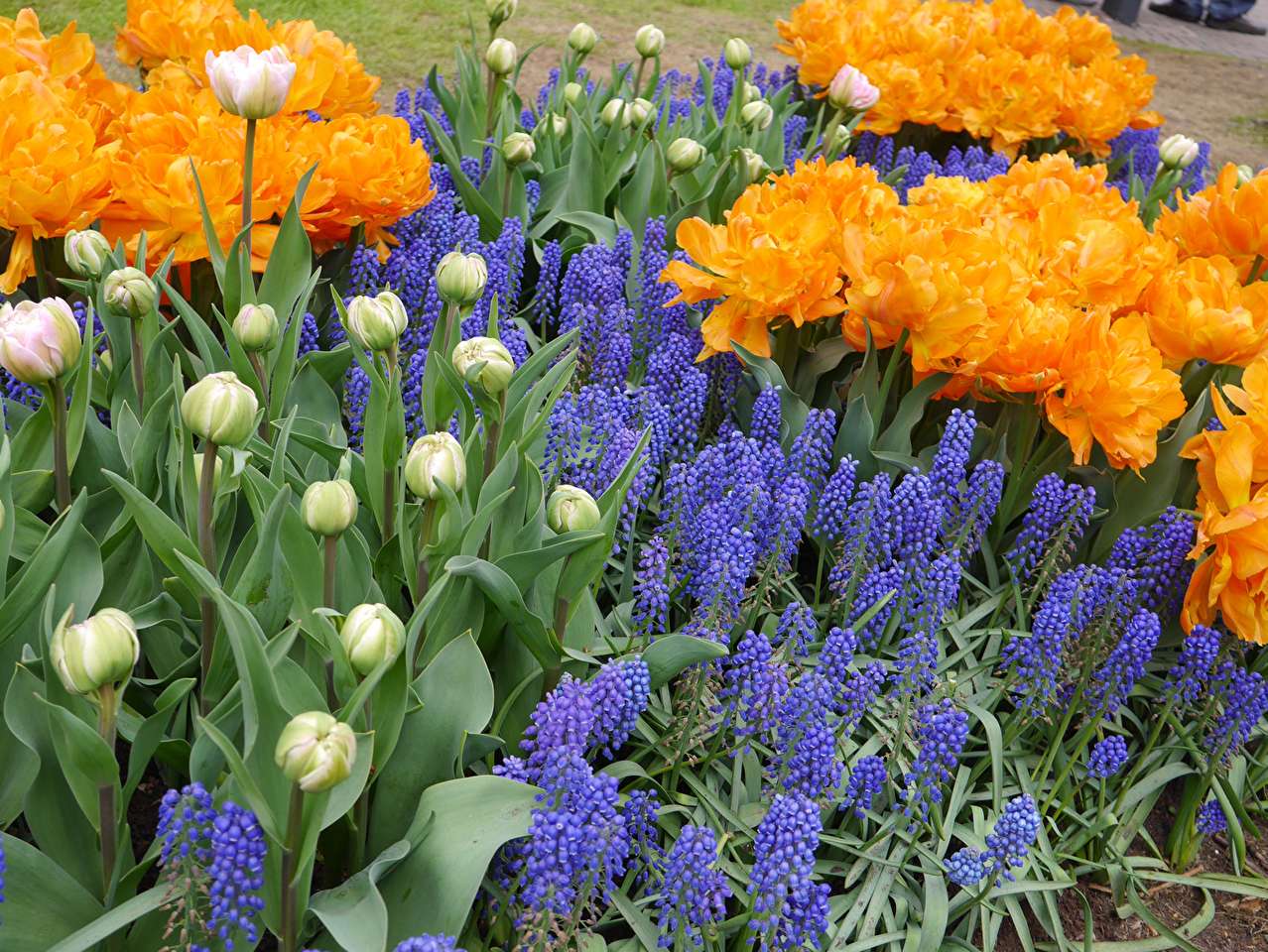 Tulipas Grapevines Os botões de tulipa são saudações de primavera puzzle online
