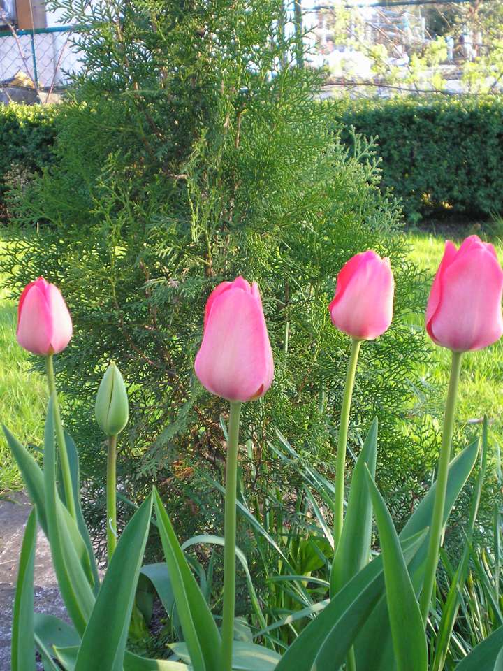tulipány online puzzle