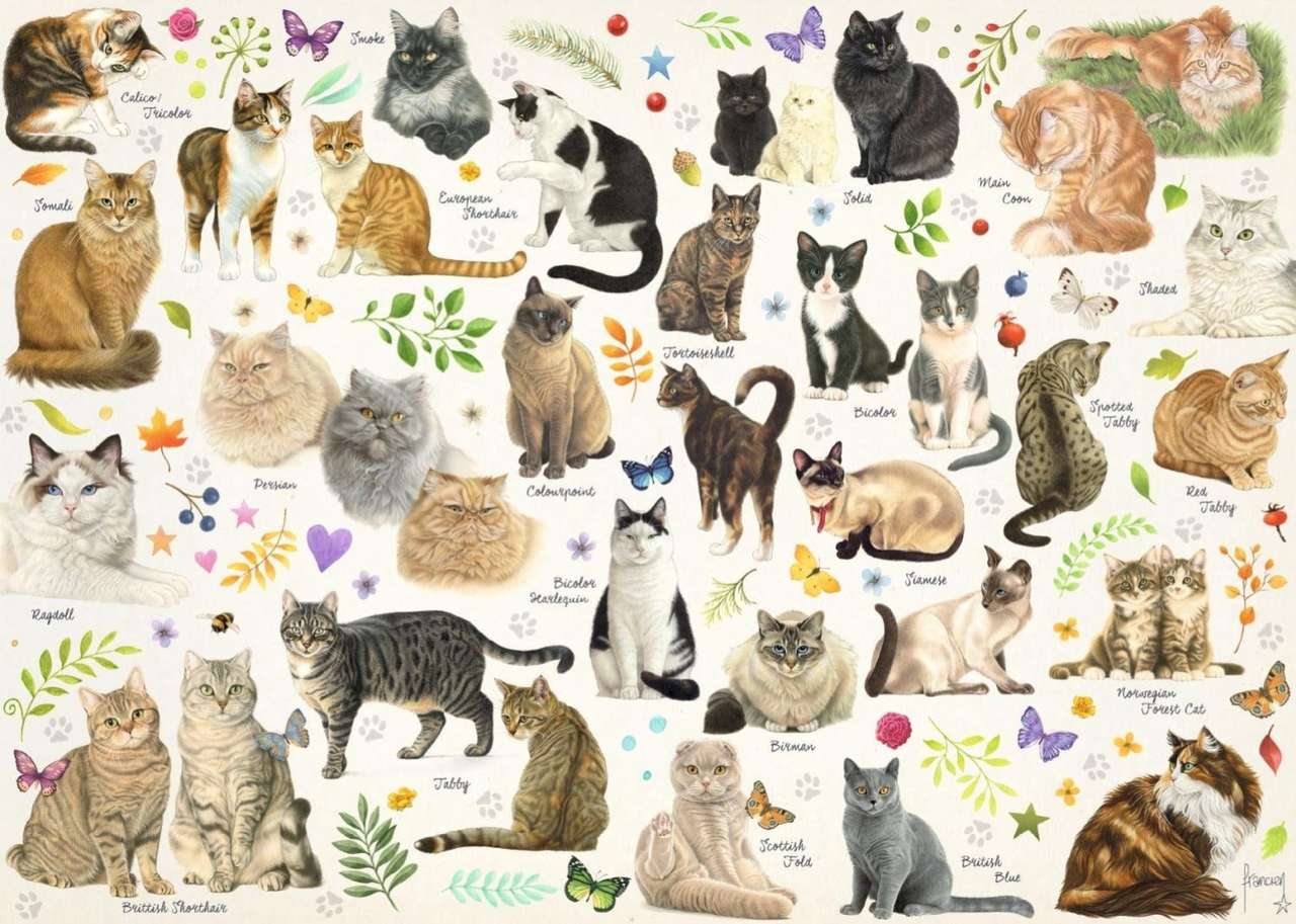 Breeds-names of kittens, a lot to arrange :) online puzzle