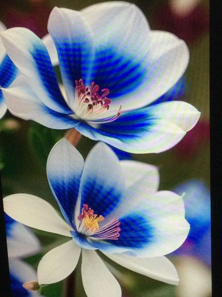 Δύο μπλε και λευκά λουλούδια παζλ online
