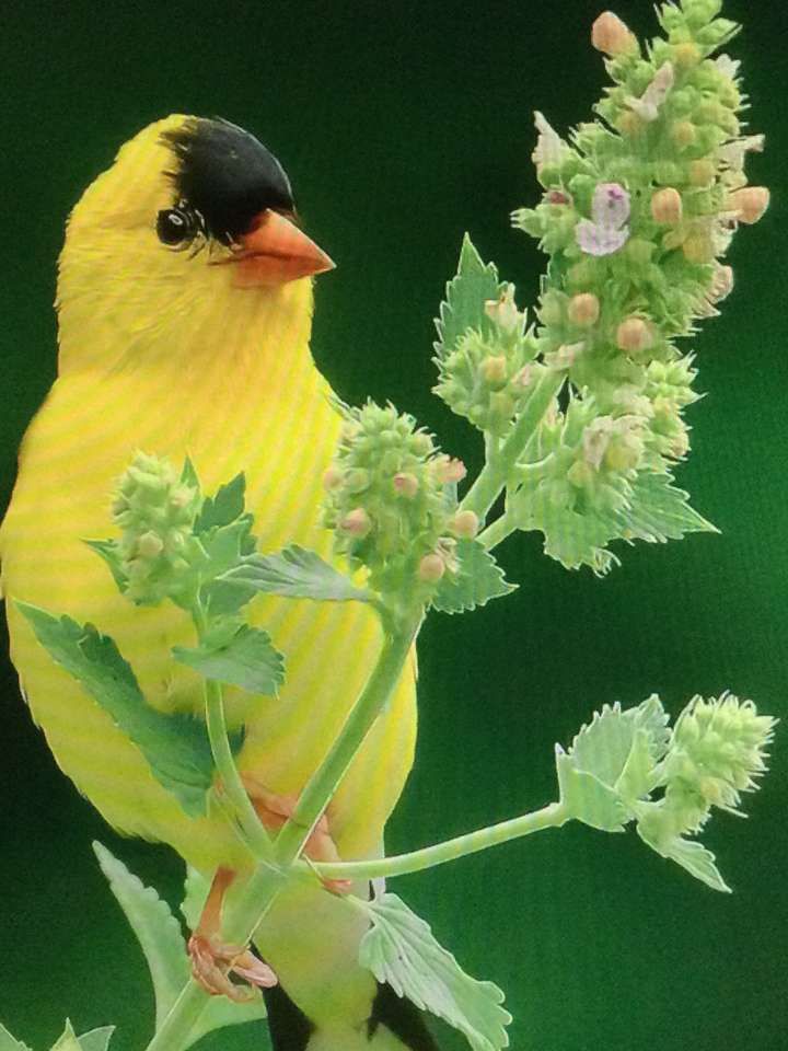 жовті птахи на гілці онлайн пазл