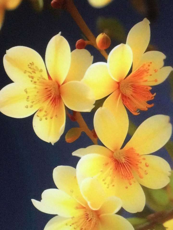 vier hübsche gelbe Blumen Puzzlespiel online