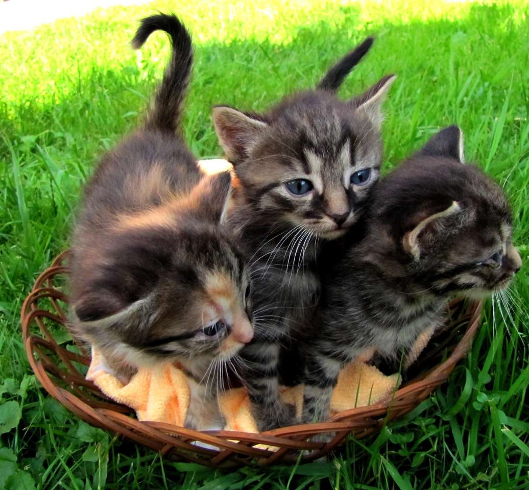 Katjes in een mand legpuzzel online