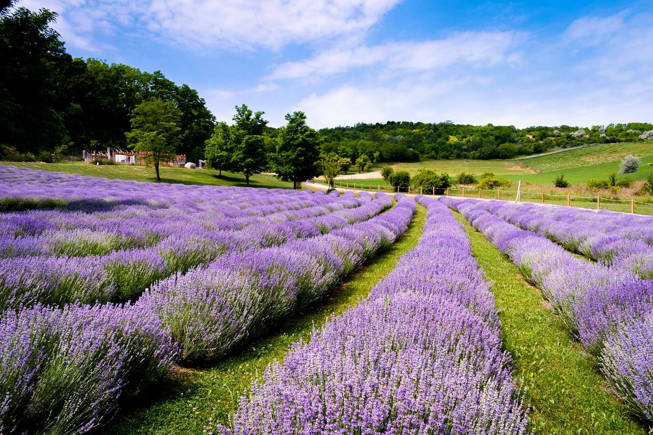 Coltivazione di lavanda puzzle online