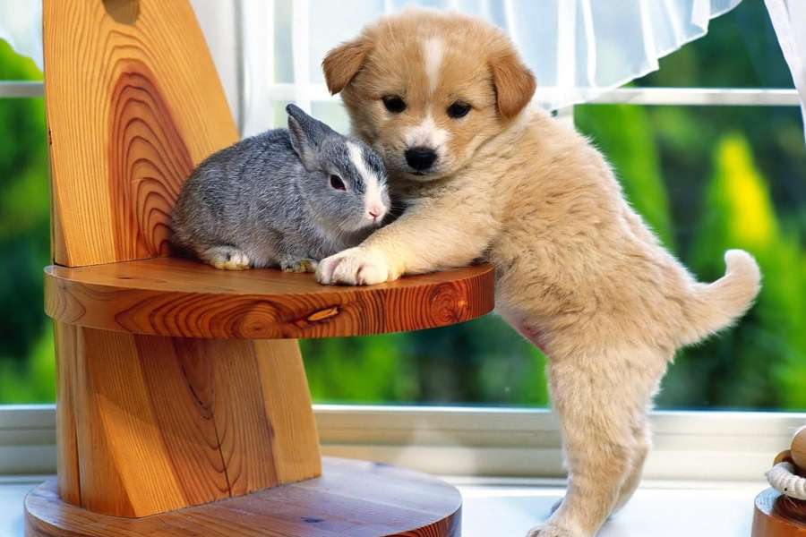 Amigos peludos, um cachorro com um coelho, gracinhas puzzle online
