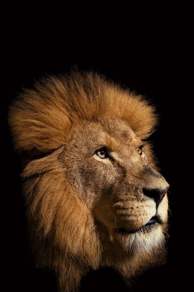 Lejonet, djungelns kung Pussel online
