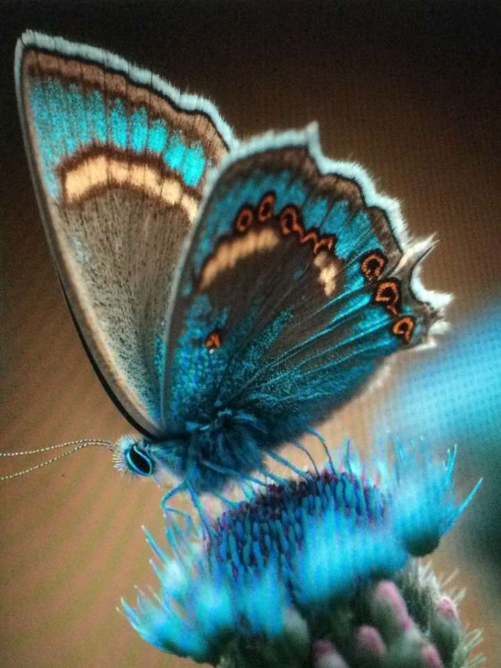 blauwe en bruine vlinder legpuzzel online