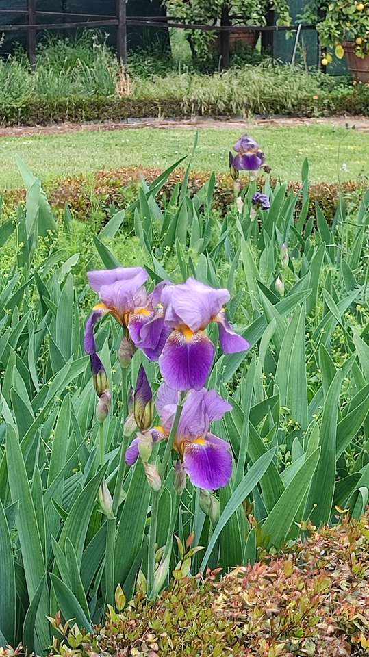 Iris, Parque del Príncipe, Génova rompecabezas en línea