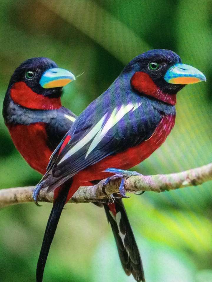 Zwei Vögel in vielen Farben Online-Puzzle