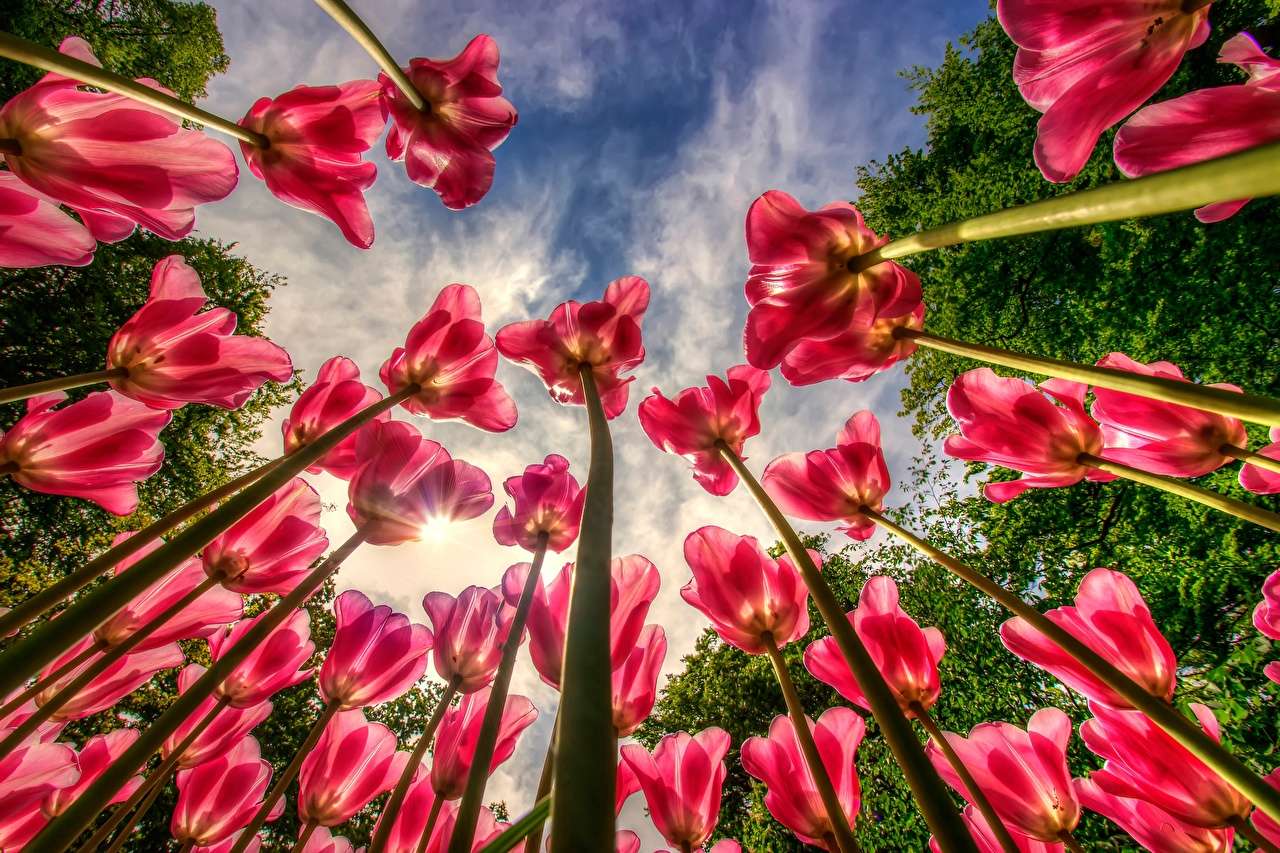 Blick in den Himmel über wunderschönen Tulpen Online-Puzzle