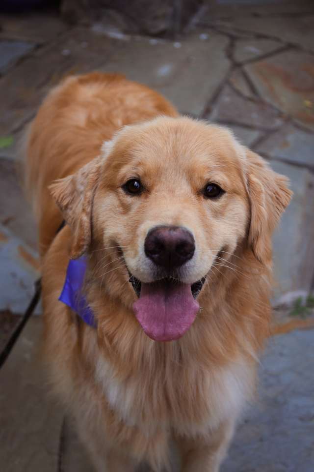 Charlie golden retriever online puzzel