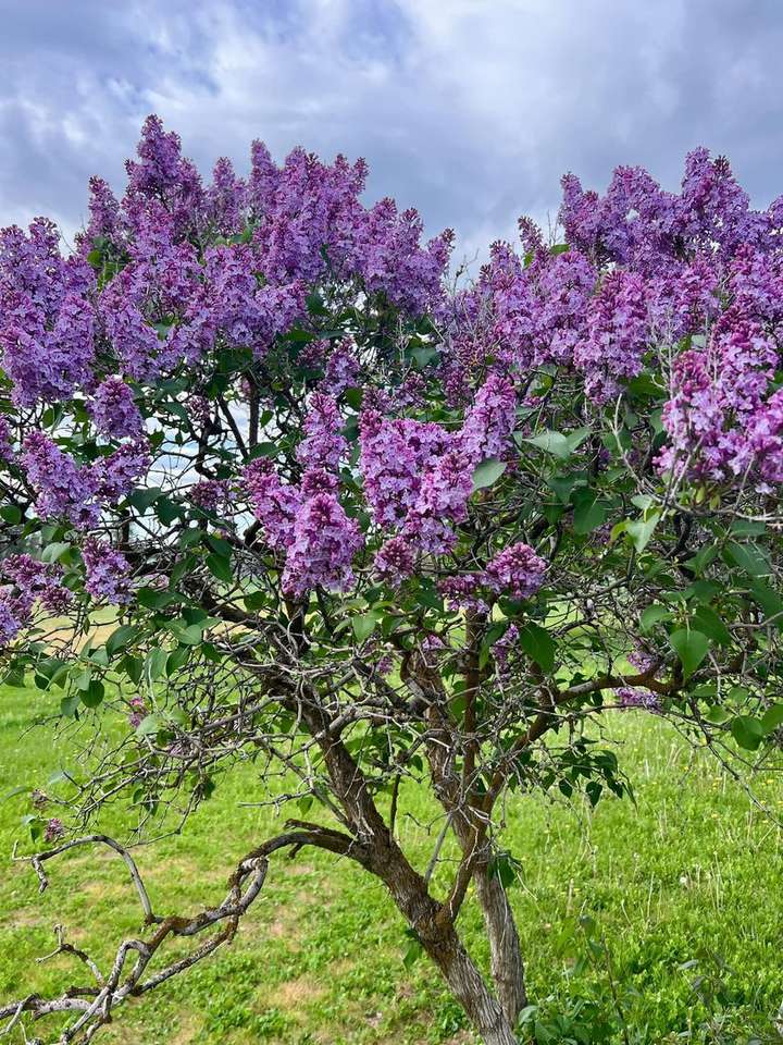uma árvore lilás na grama puzzle online