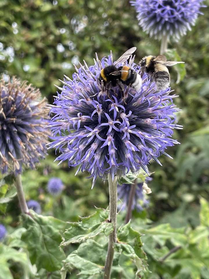 魂に花を ジグソーパズルオンライン