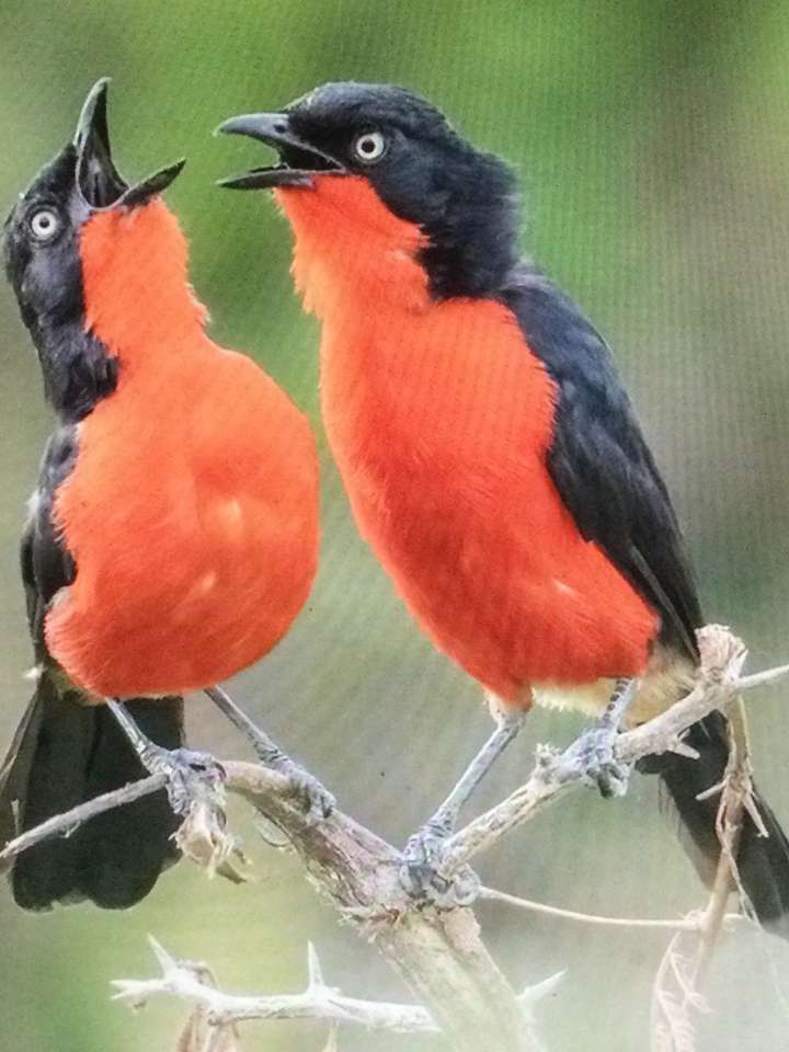 Dois pássaros de barriga vermelha quebra-cabeças online