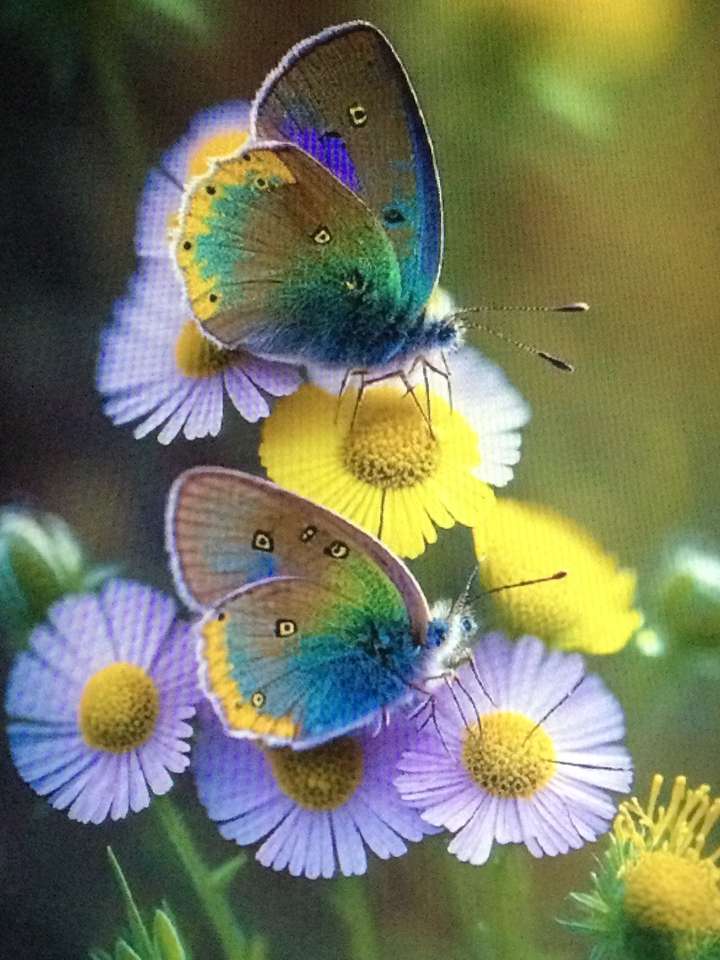 Dva motýli shánějící se na květinách skládačky online
