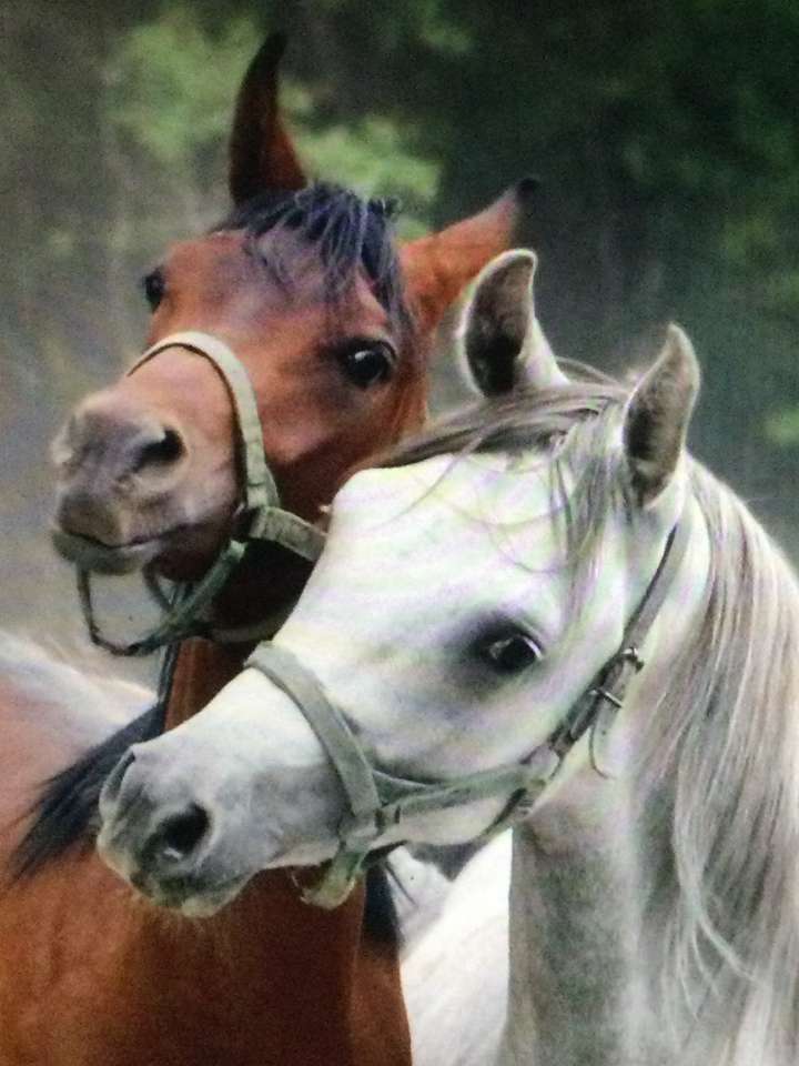 Dos caballos uno marrón y otro blanco. rompecabezas en línea