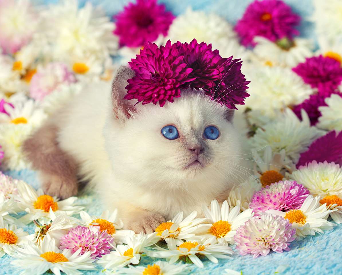 Mezi nimi heřmánek, chryzantémy a kočička :) skládačky online