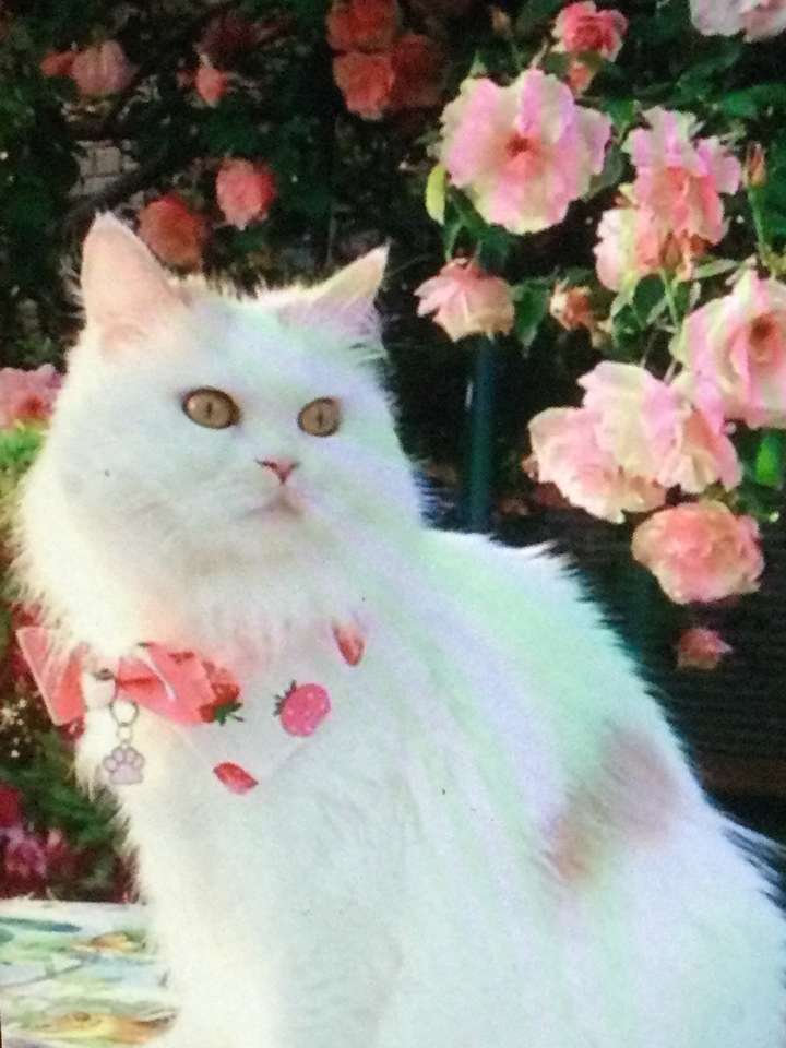 Gato blanco rodeado de rosas. rompecabezas en línea