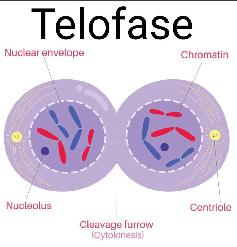 telofáze skládačky online