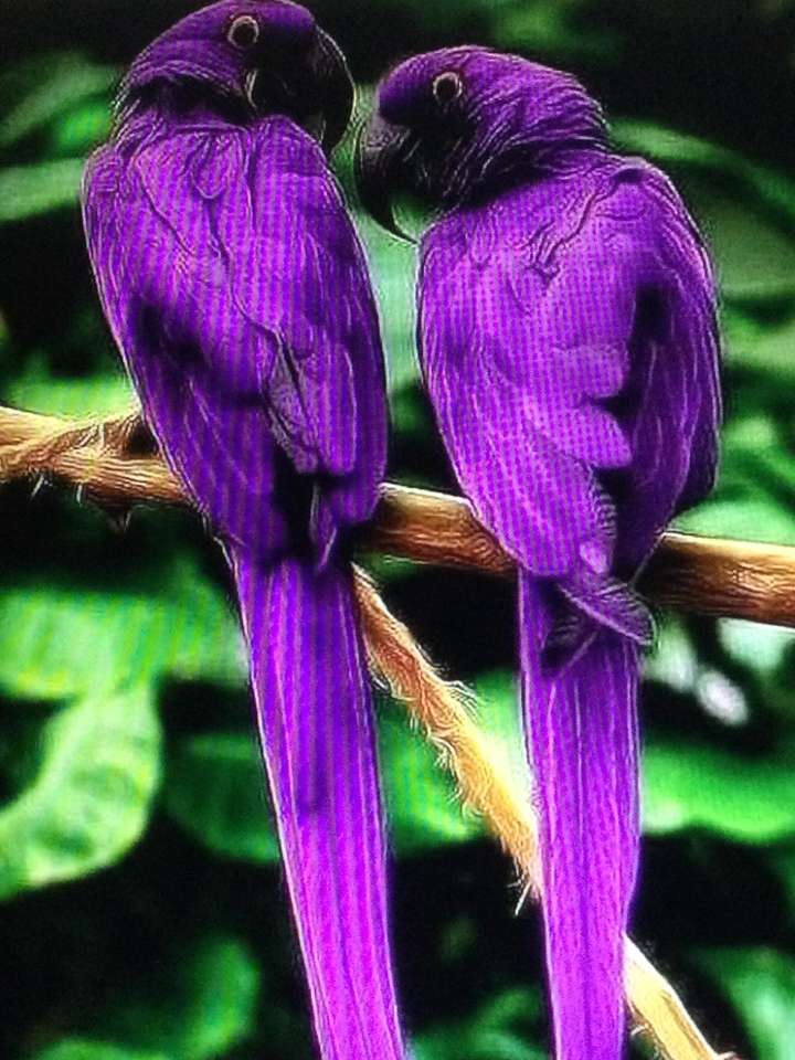Dva fialoví papoušci skládačky online