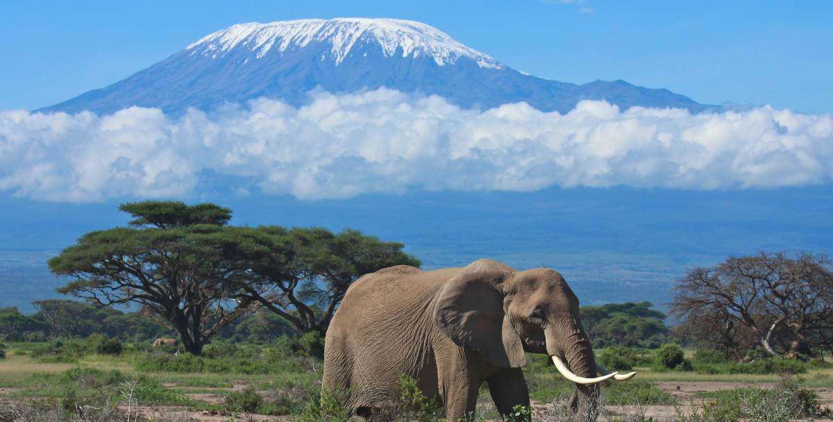 safari v národním parku Ambosel online puzzle
