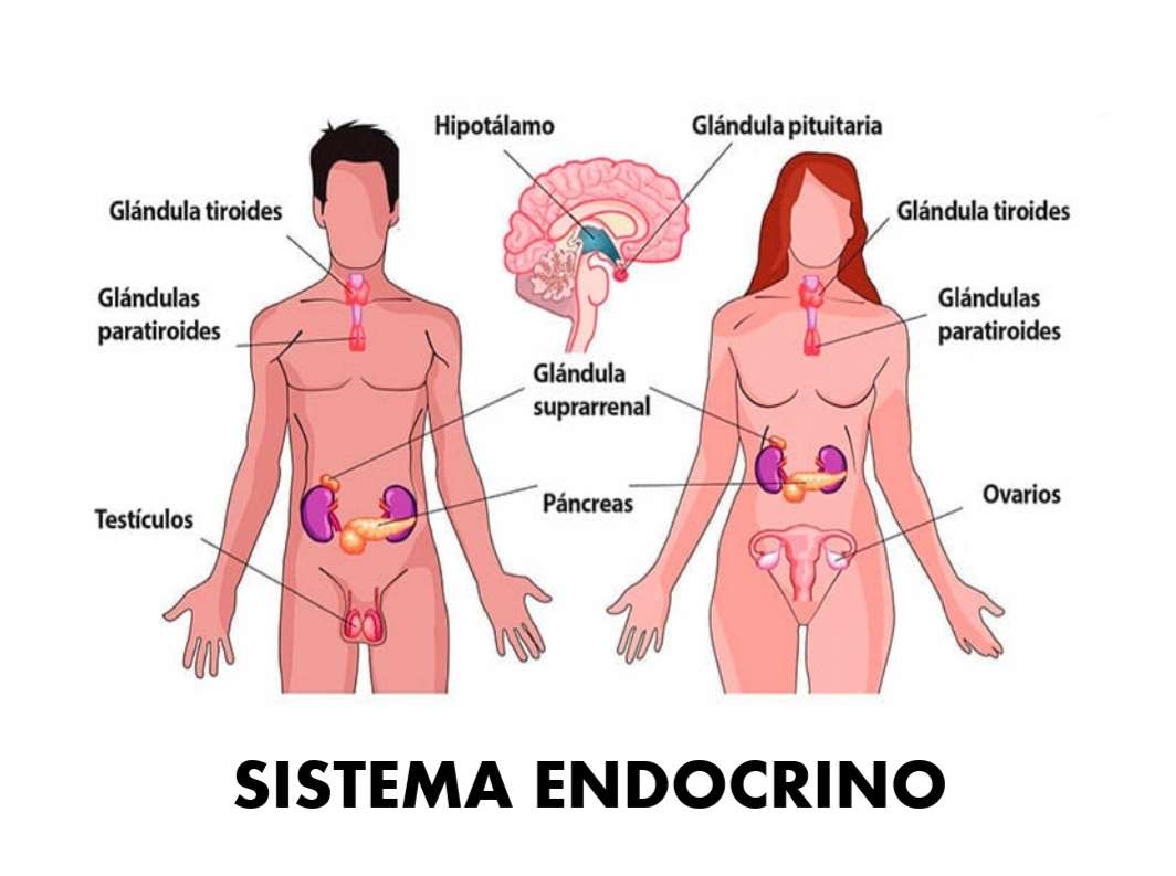 endokrina systemet Pussel online