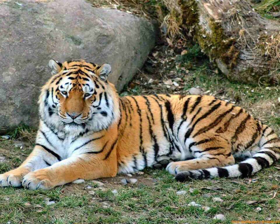 Un tigre descansando rompecabezas en línea