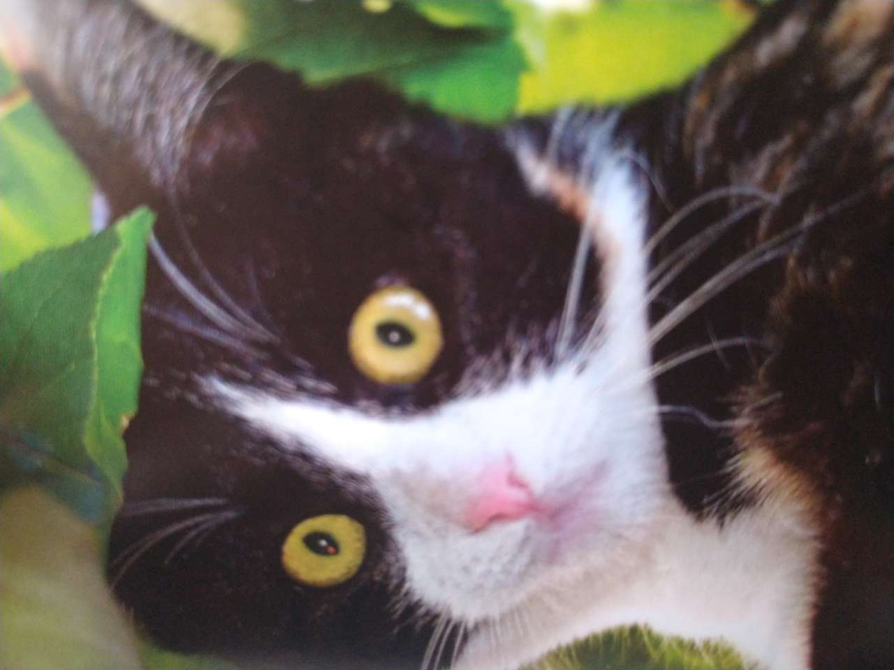 Latyka egy macska az Amika7575-től online puzzle