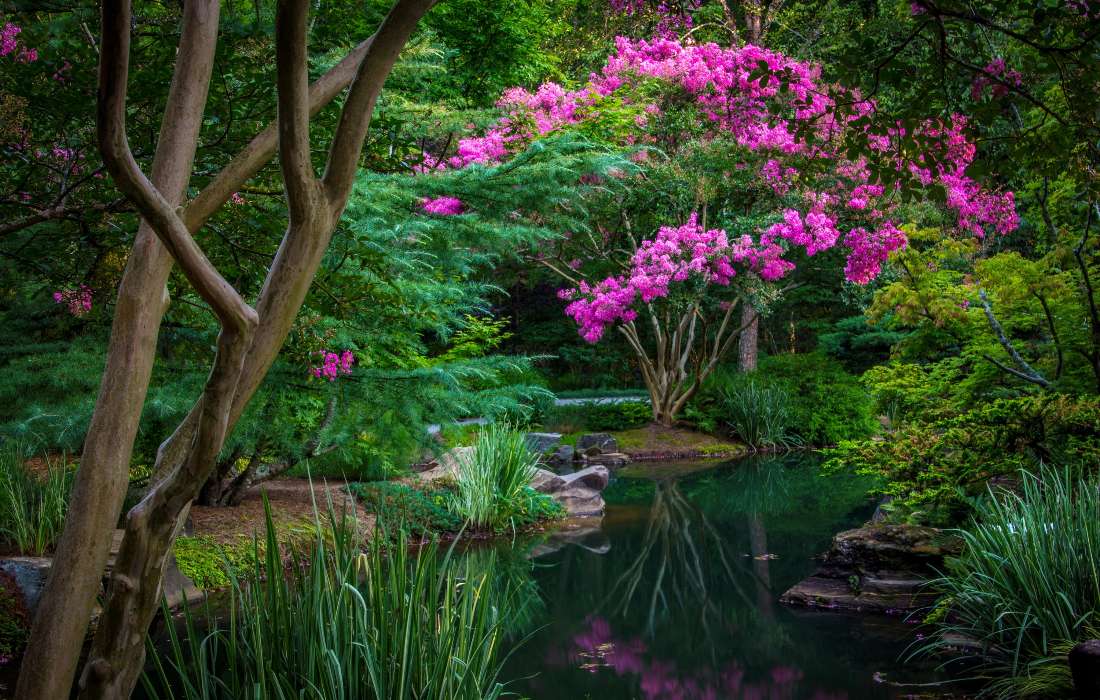 Gyönyörűen virágzó Lagerstremia a tóban kirakós online