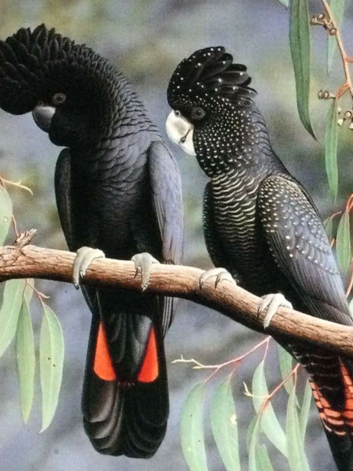 Два чорні птахи на гілках онлайн пазл