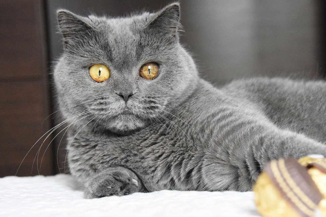 Britská kočka skládačky online