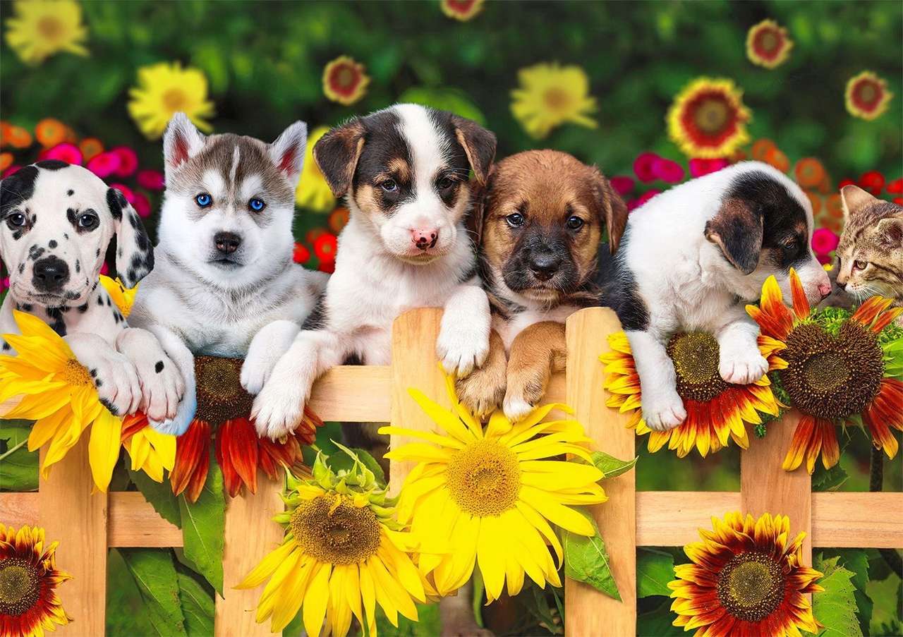 собаки на заборе онлайн-пазл