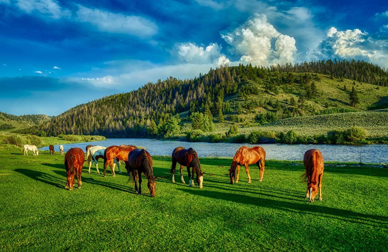 緑の牧草地で幸せな馬、魅力的な景色 ジグソーパズルオンライン