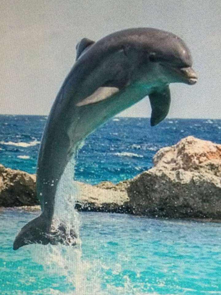 Skok delfínů online puzzle