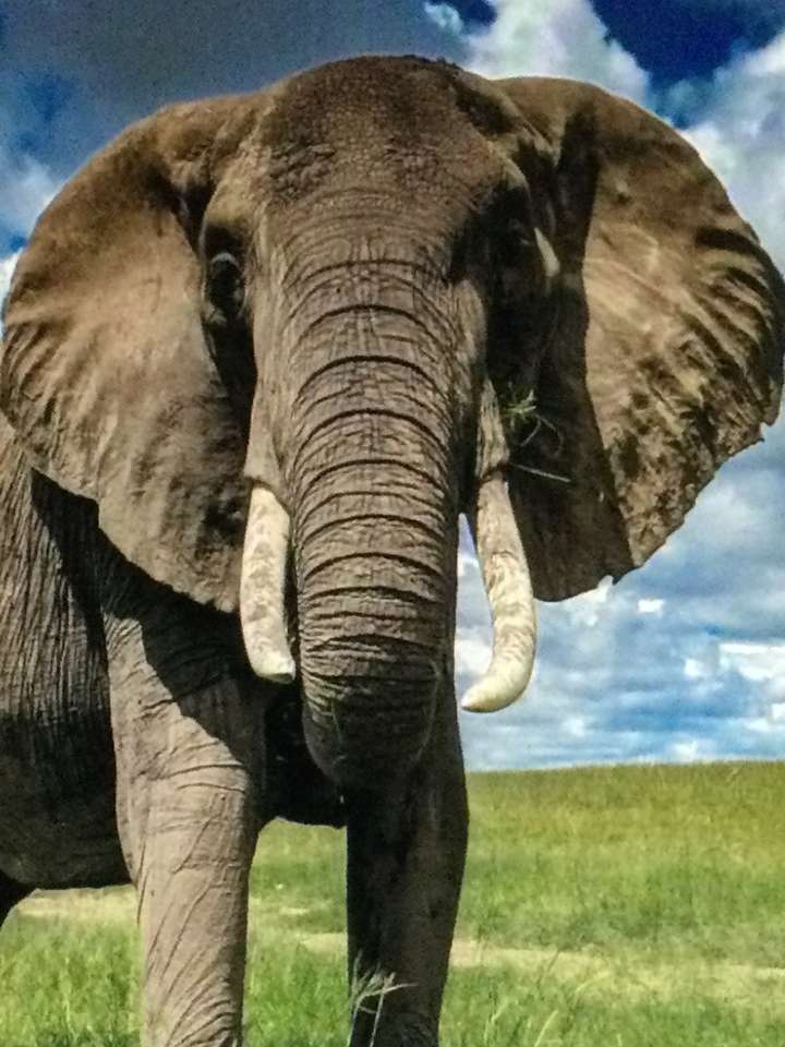grå elefant Pussel online